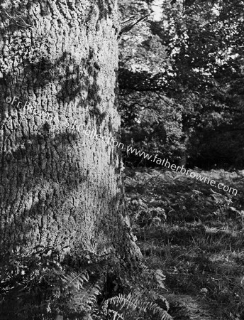 OAK TREE & WOODS